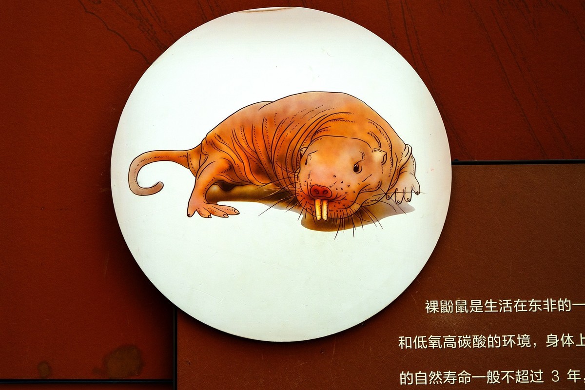 参观古生物馆—(再续)