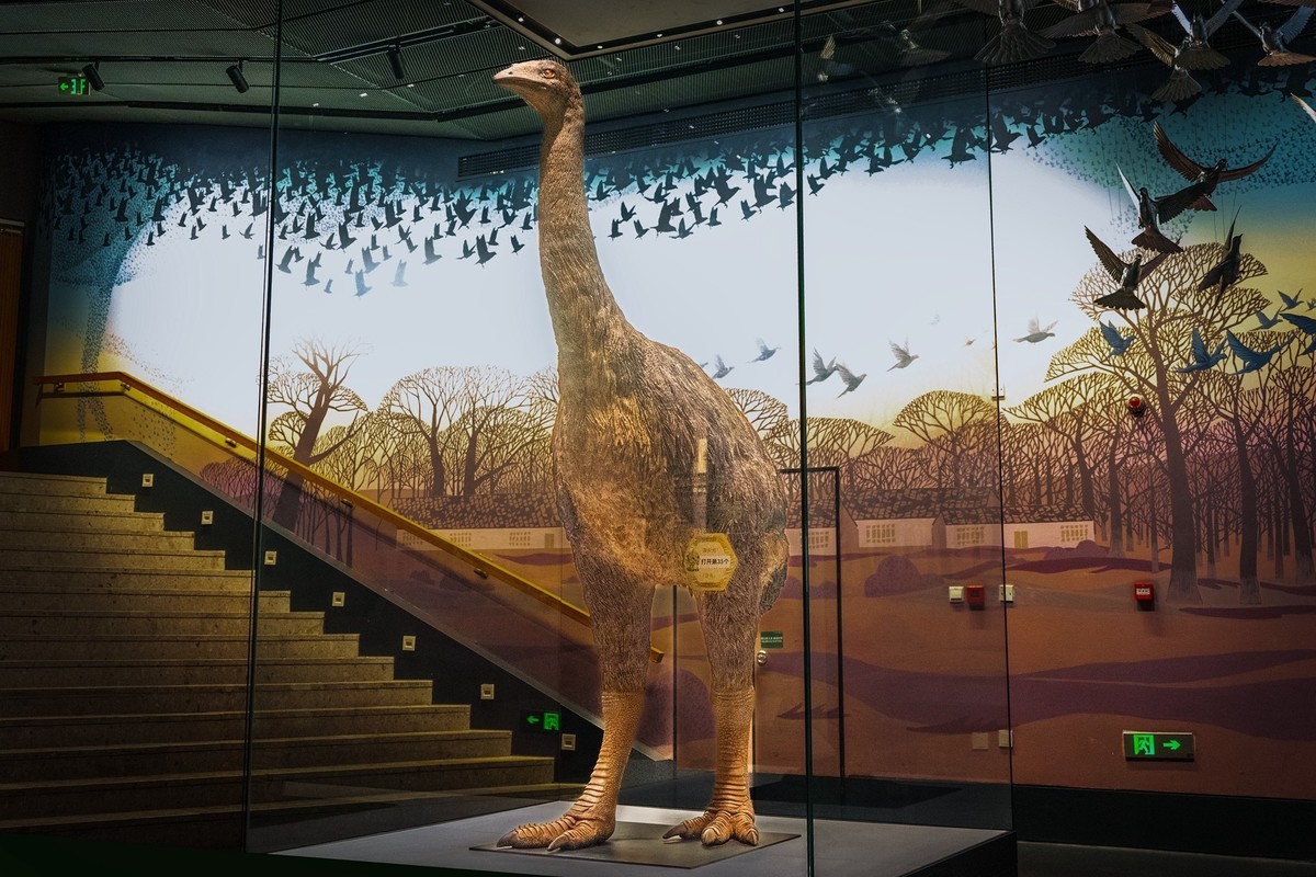 参观古生物馆—(再续)