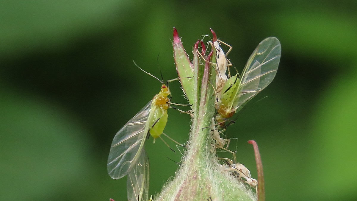 昆虫趣拍---蚜虫---