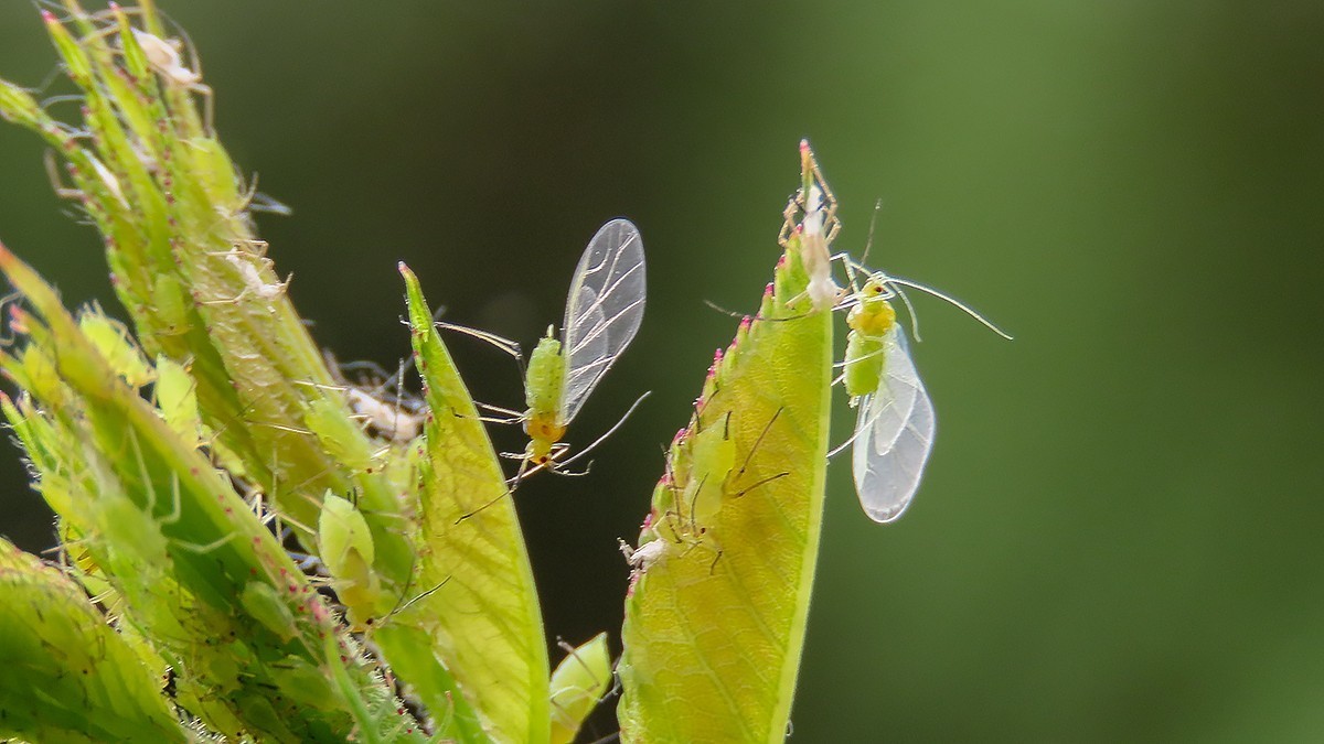昆虫趣拍---蚜虫---