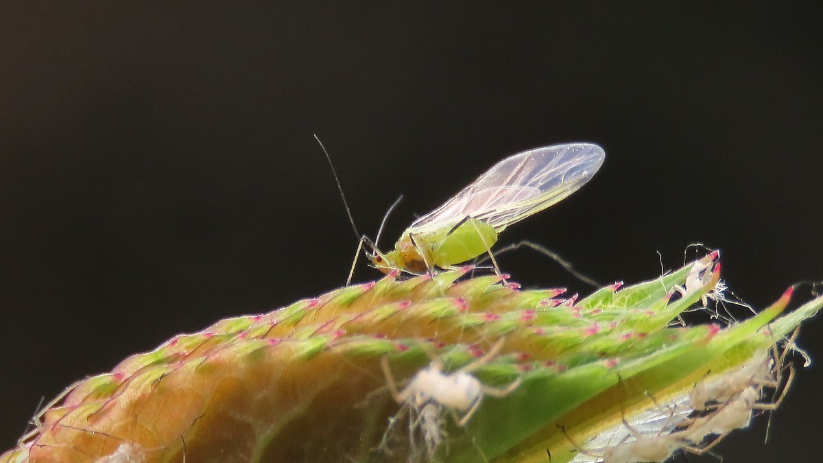昆虫趣拍---蚜虫---