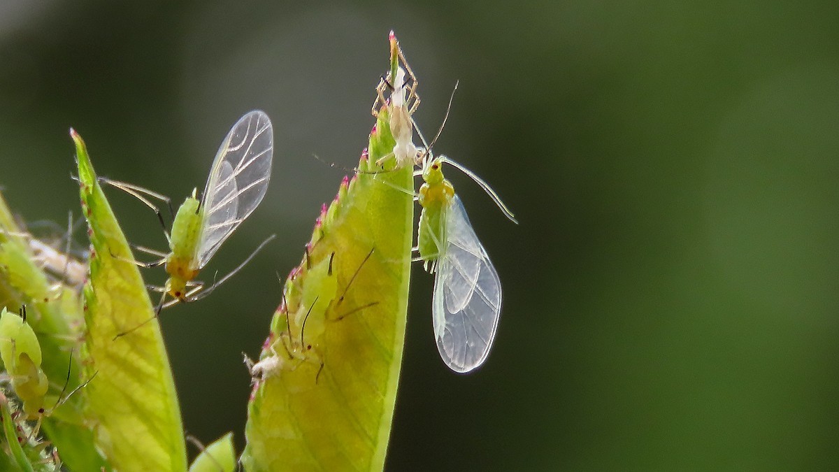 昆虫趣拍---蚜虫---