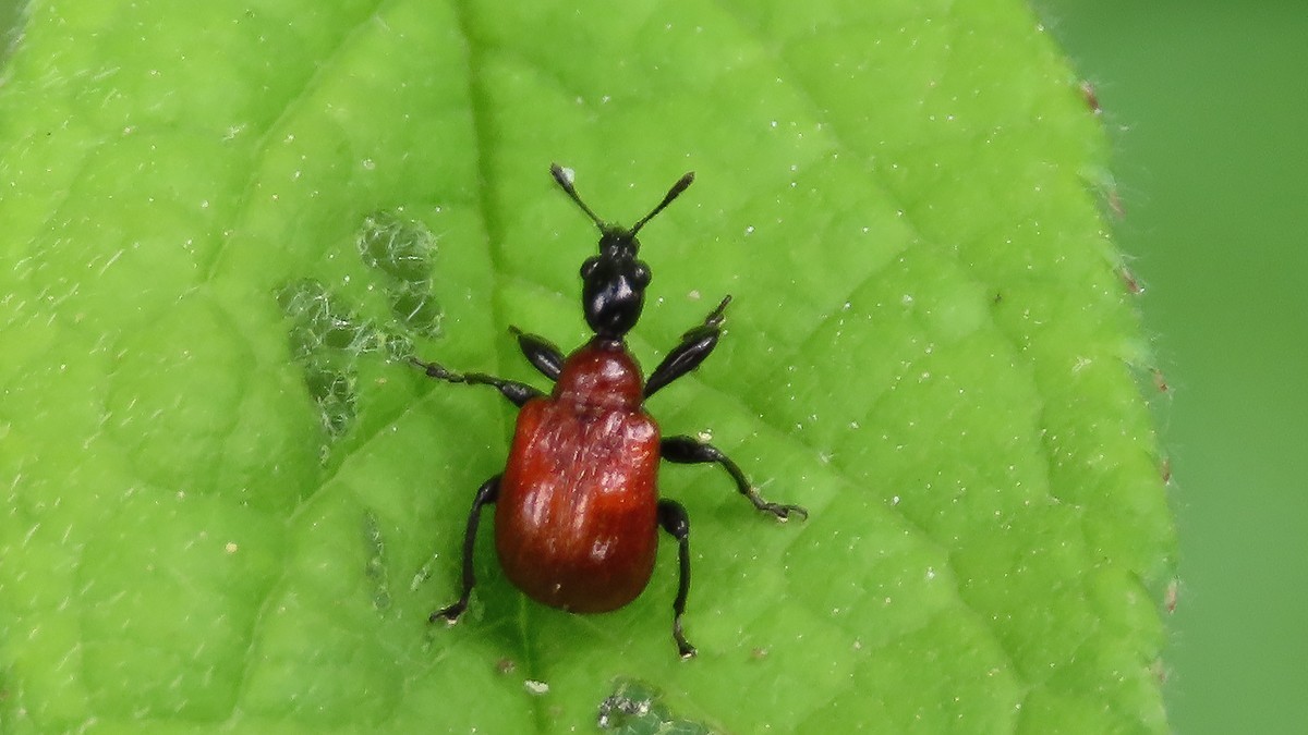 昆虫趣拍---蚜虫---