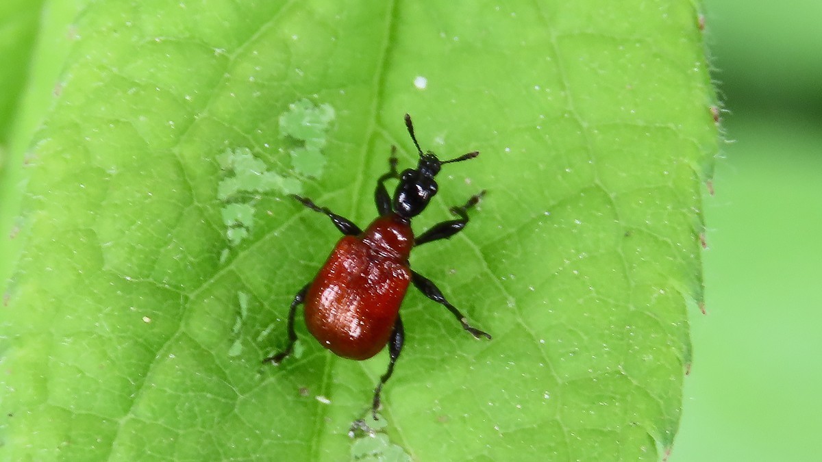 昆虫趣拍---蚜虫---