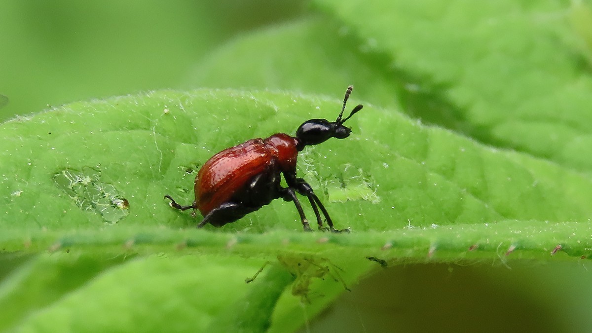 昆虫趣拍---蚜虫---