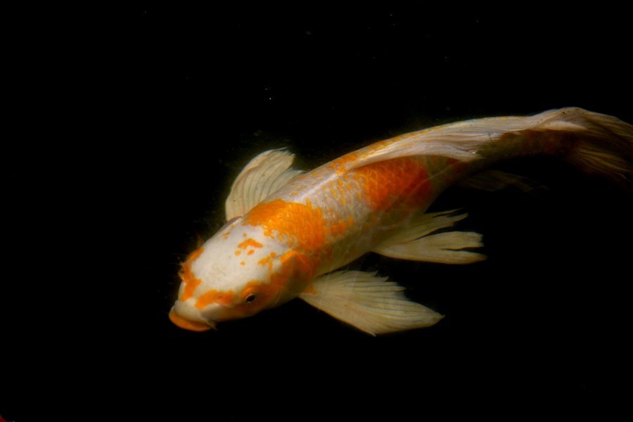 《不老松：忆海南游记》（21）三亚宾舘里的锦鲤魚！