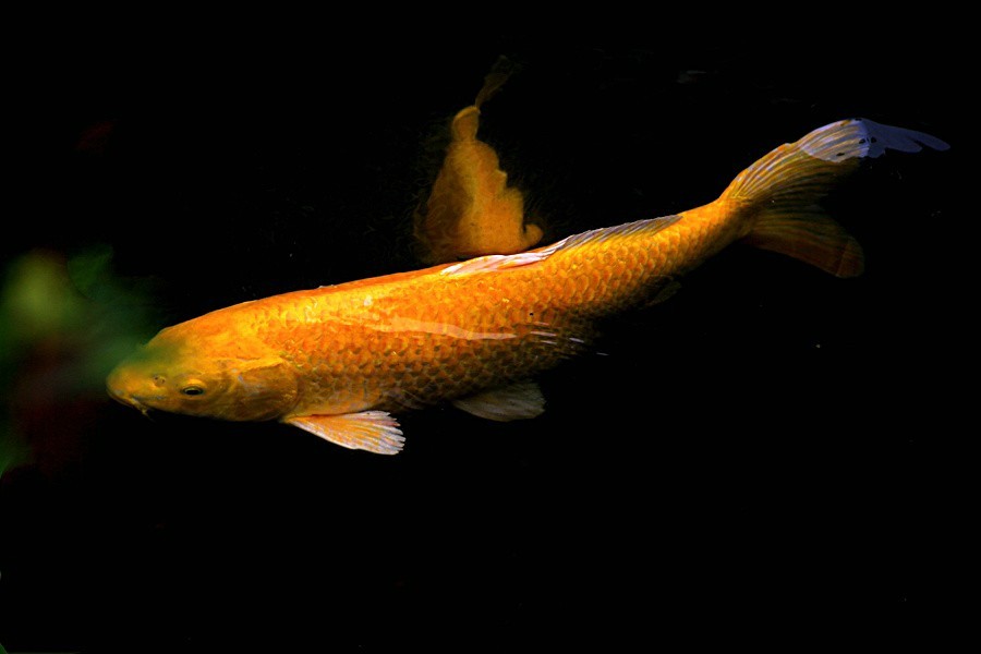 《不老松：忆海南游记》（21）三亚宾舘里的锦鲤魚！