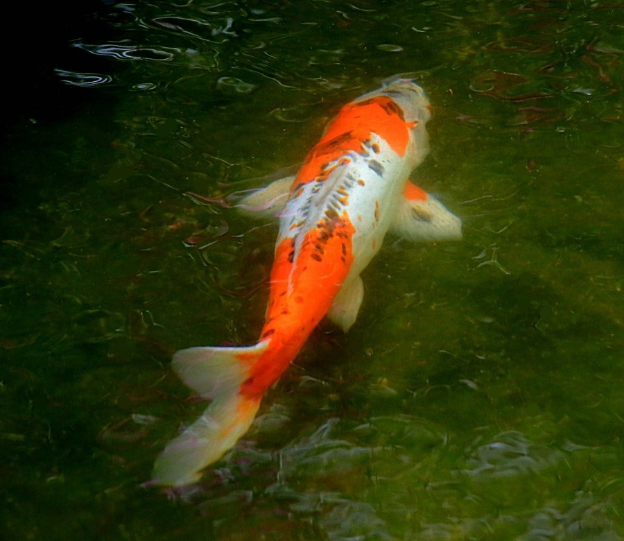 《不老松：忆海南游记》（21）三亚宾舘里的锦鲤魚！