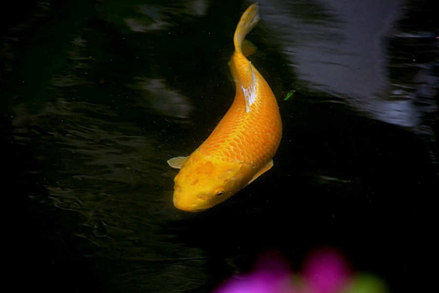 《不老松：忆海南游记》（21）三亚宾舘里的锦鲤魚！