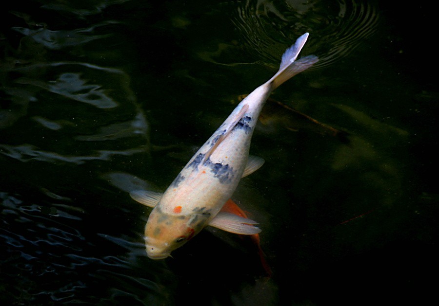 《不老松：忆海南游记》（21）三亚宾舘里的锦鲤魚！