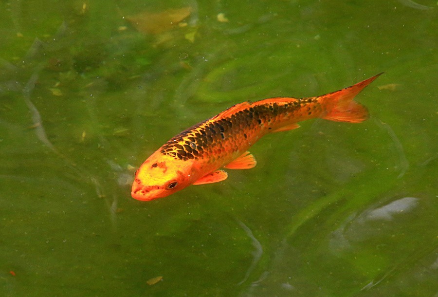 《不老松：忆海南游记》（21）三亚宾舘里的锦鲤魚！
