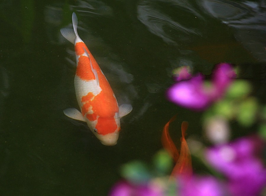 《不老松：忆海南游记》（21）三亚宾舘里的锦鲤魚！