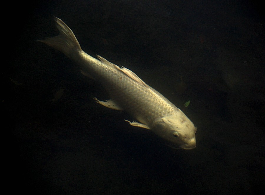 《不老松：忆海南游记》（21）三亚宾舘里的锦鲤魚！