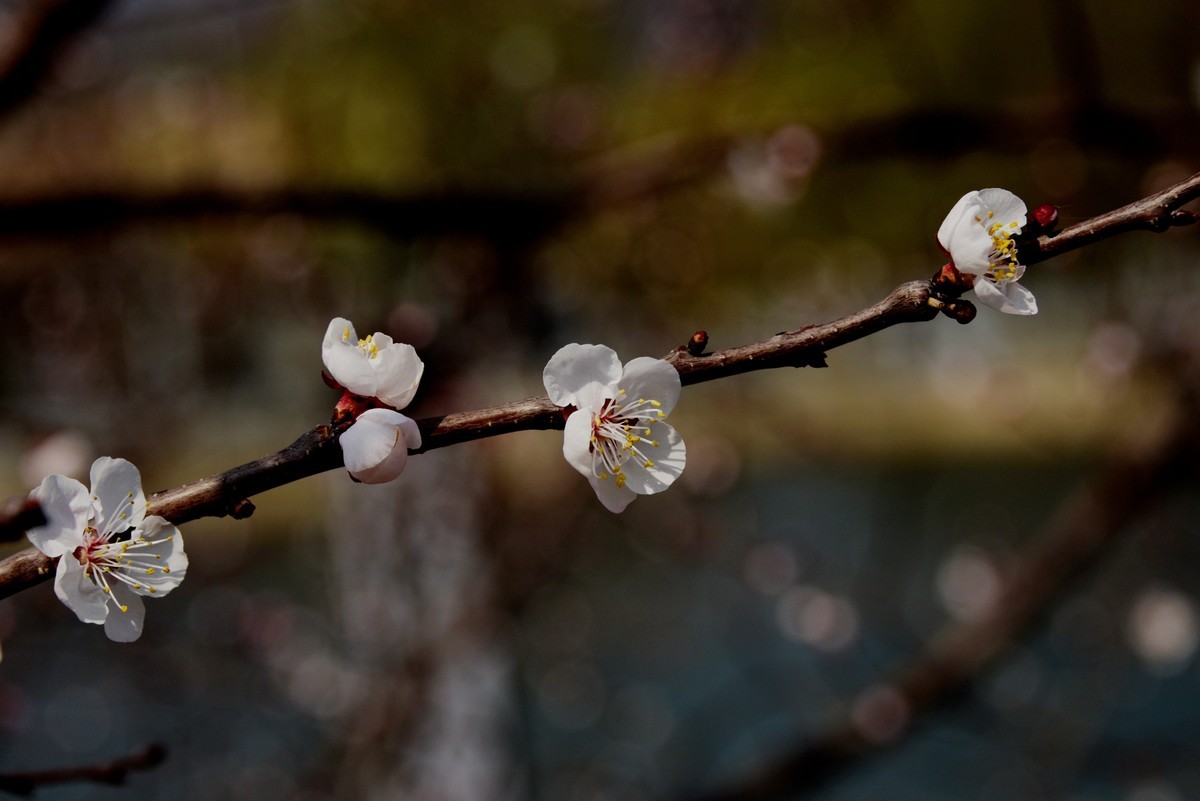 2025之春（三）－ 杏花（2）