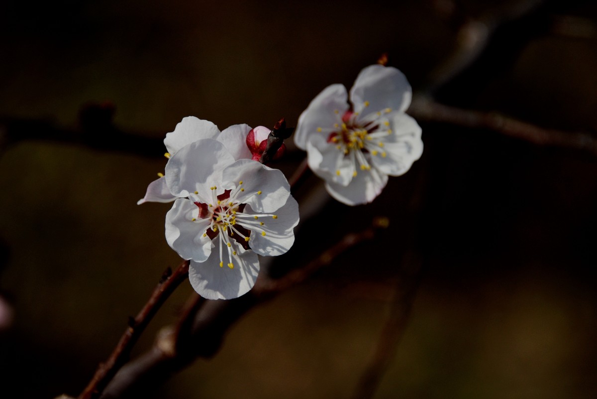 2025之春（三）－ 杏花（2）