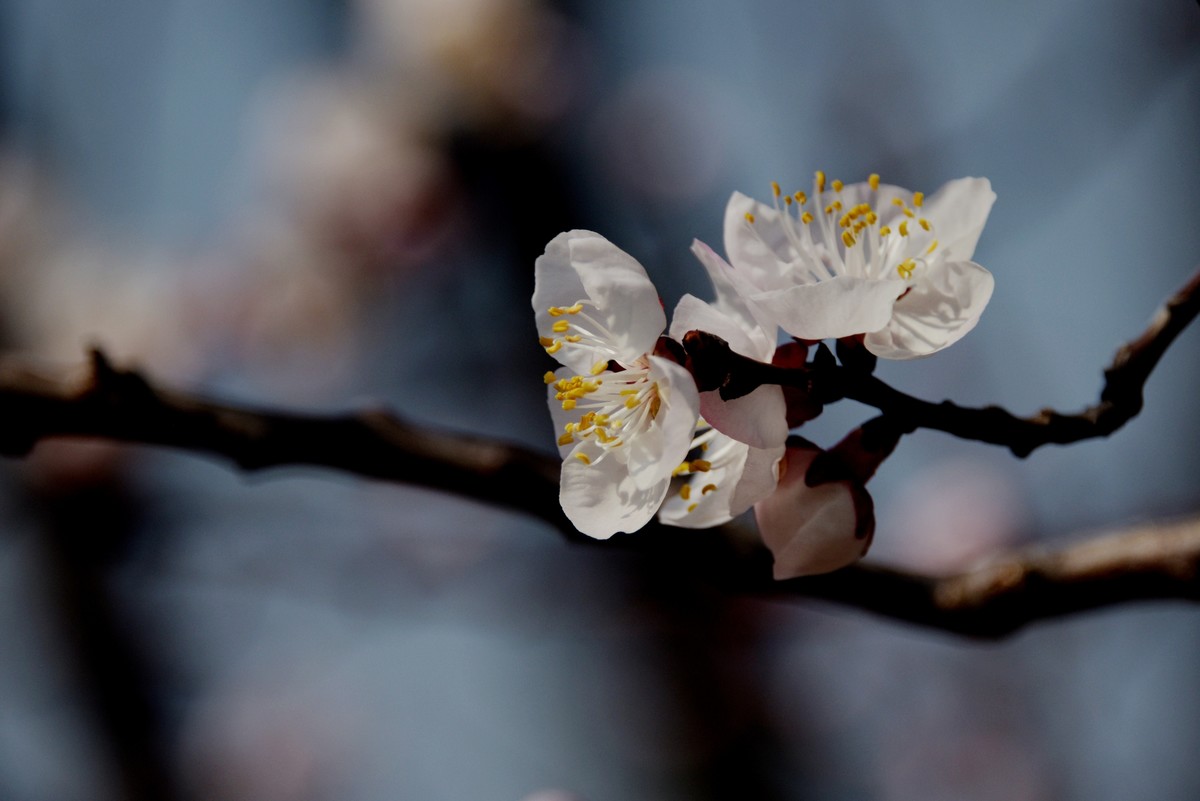 2025之春（三）－ 杏花（2）