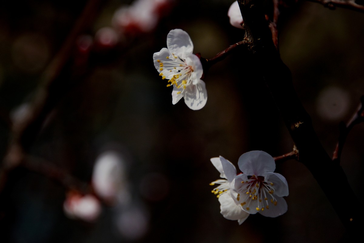 2025之春（三）－ 杏花（2）