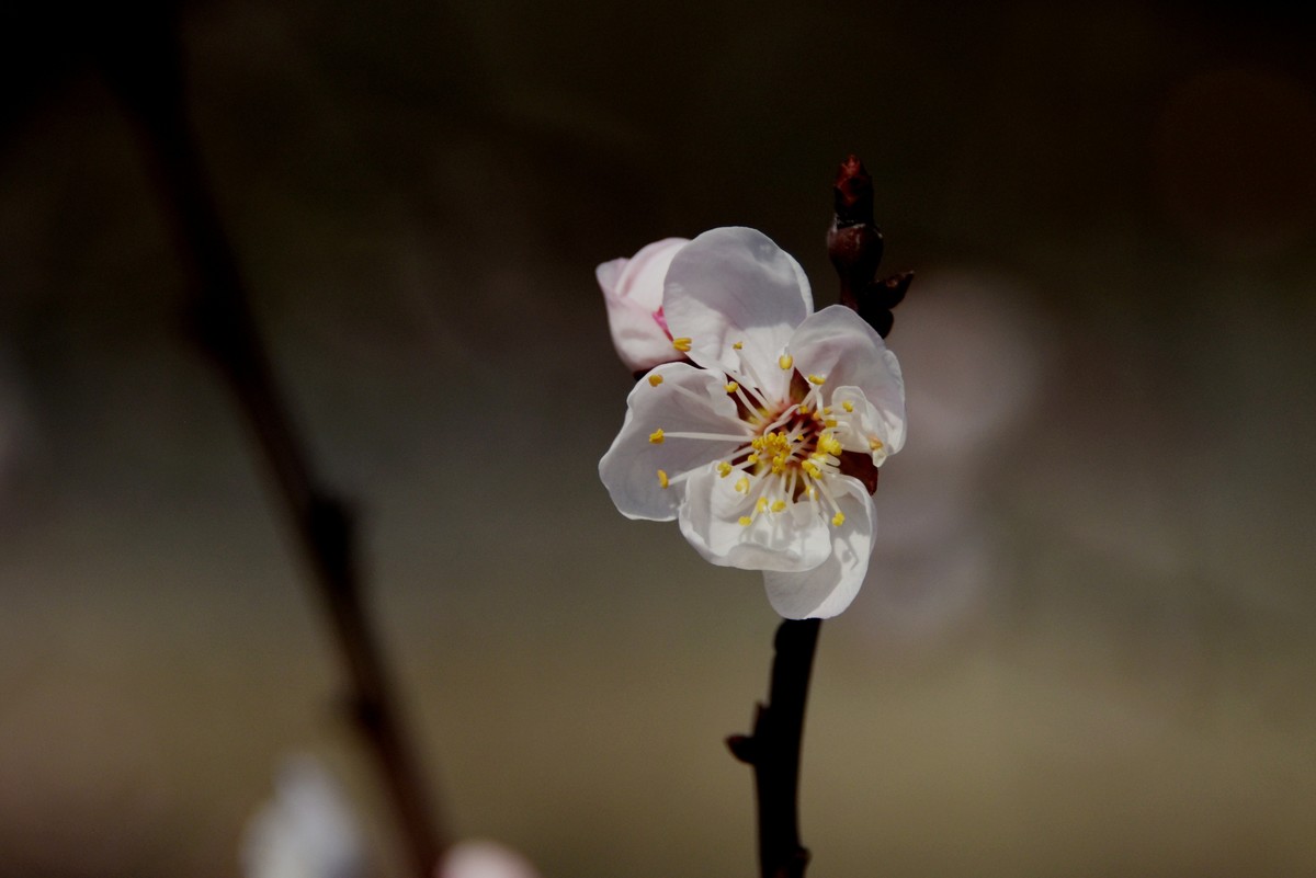 2025之春（三）－ 杏花（2）