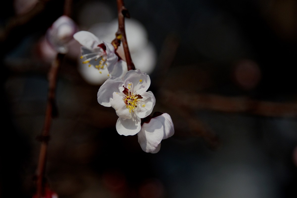2025之春（三）－ 杏花（2）