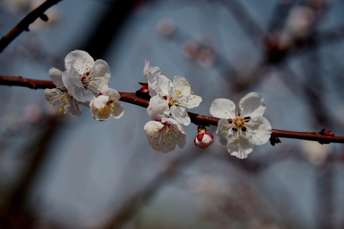 2025之春（三）－ 杏花（2）