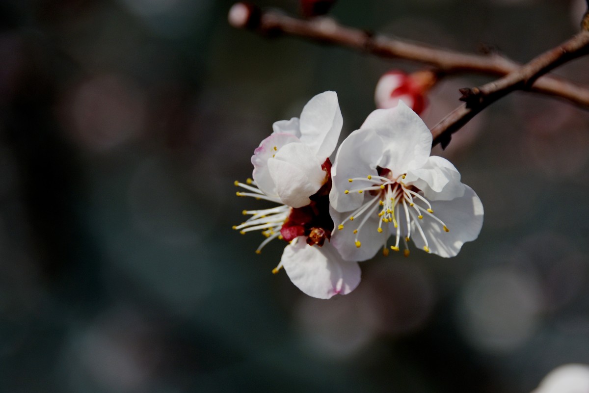 2025之春（三）－ 杏花（2）