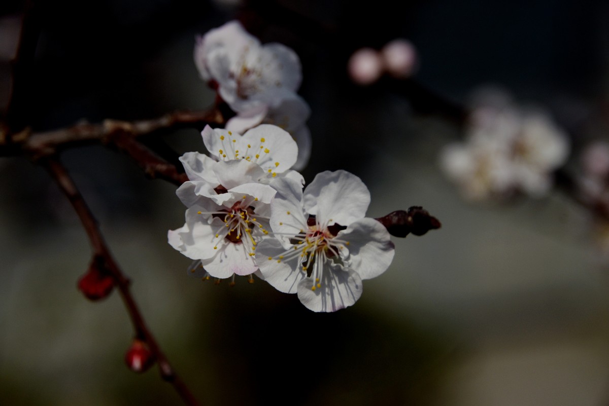 2025之春（三）－ 杏花（2）