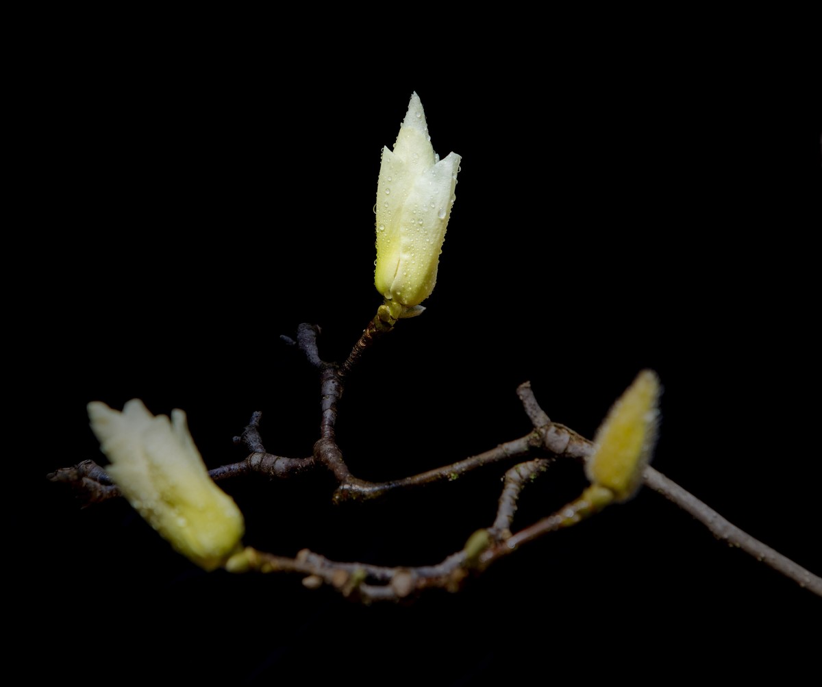 玉兰花