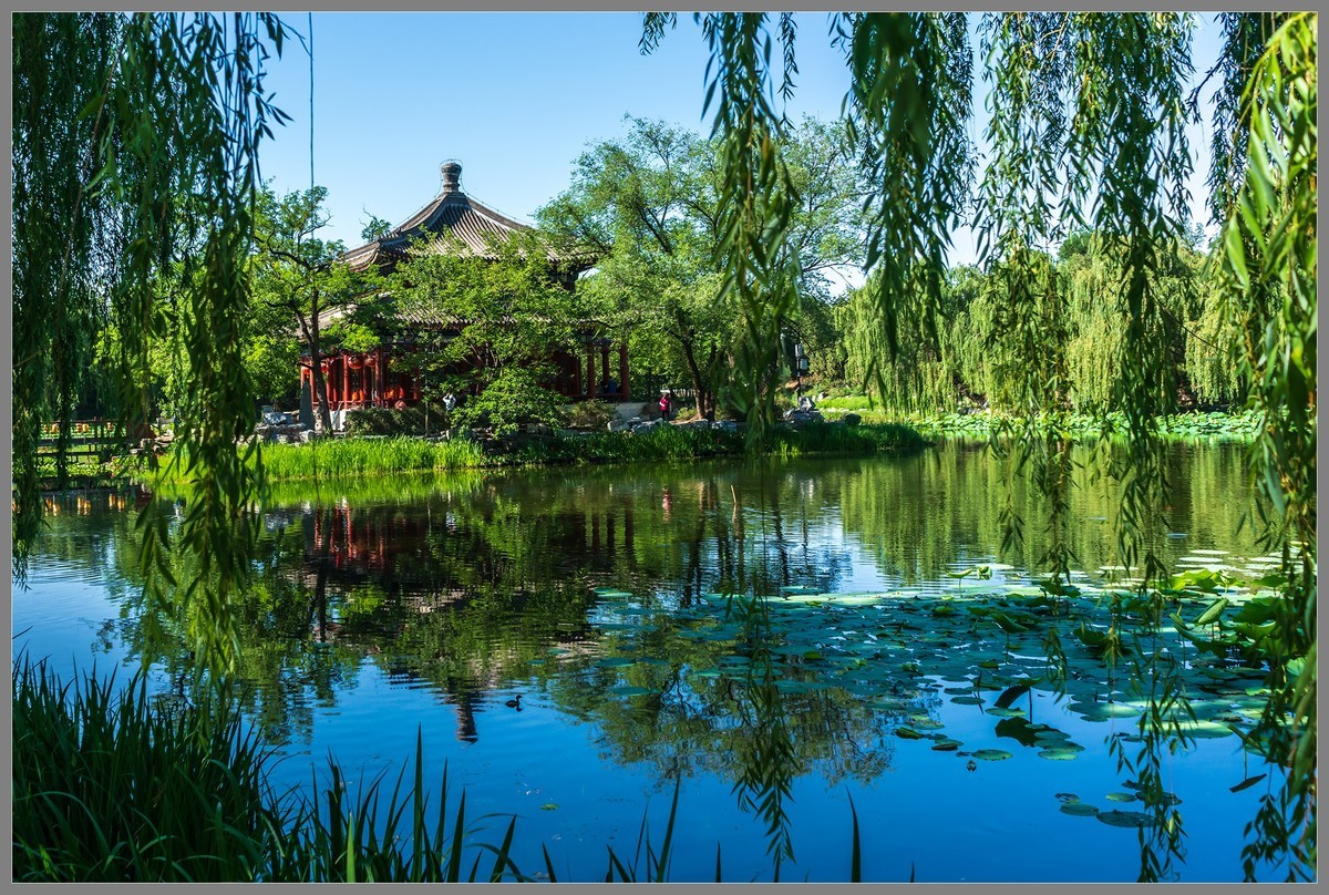 夏日圆明园随拍