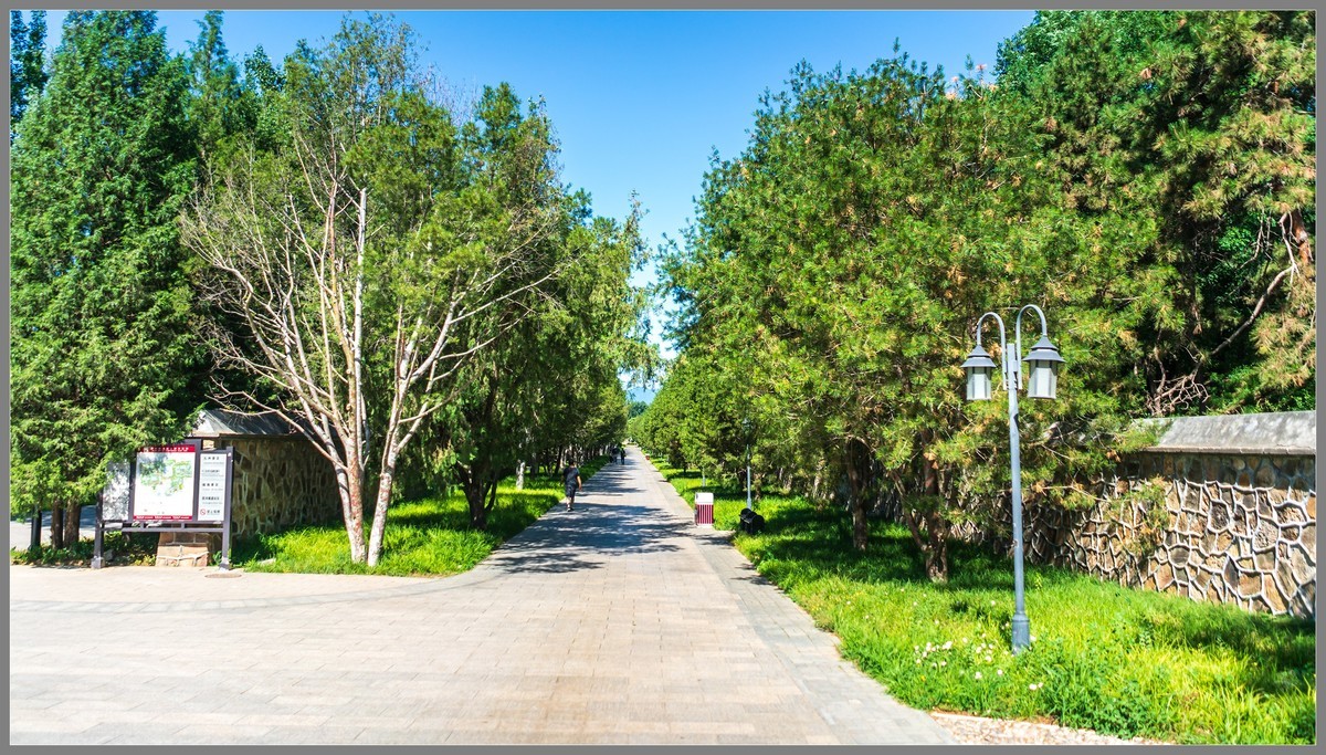夏日圆明园随拍