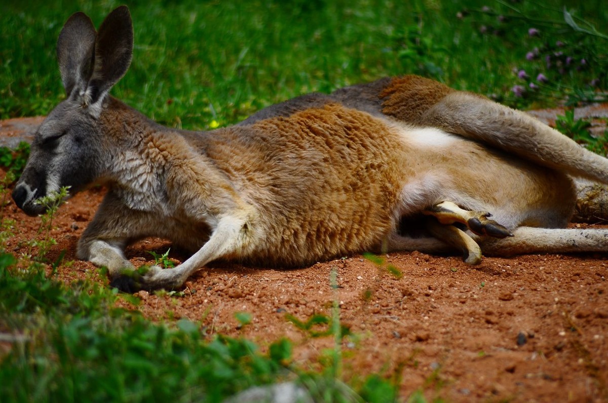 花卉系列【4755】