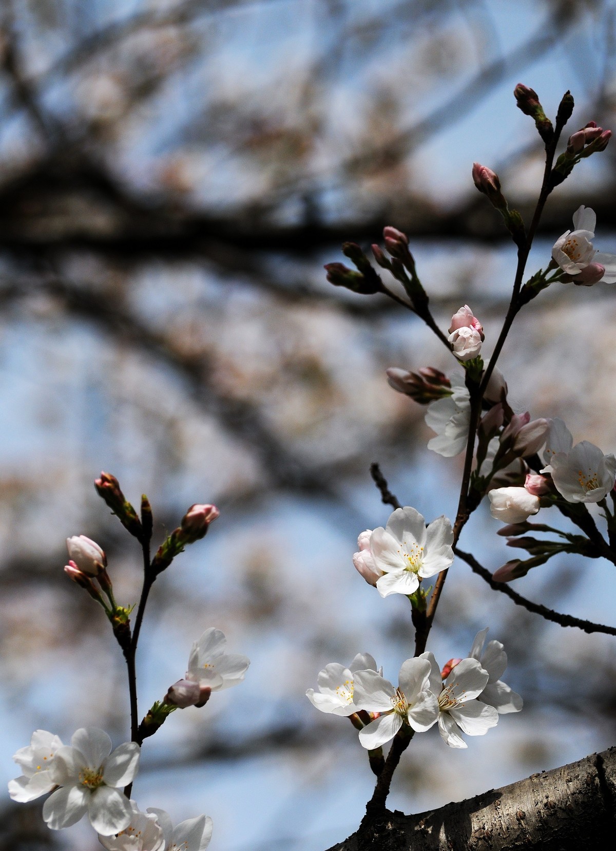 武汉樱花  随拍   时隔四年再次拿起相机