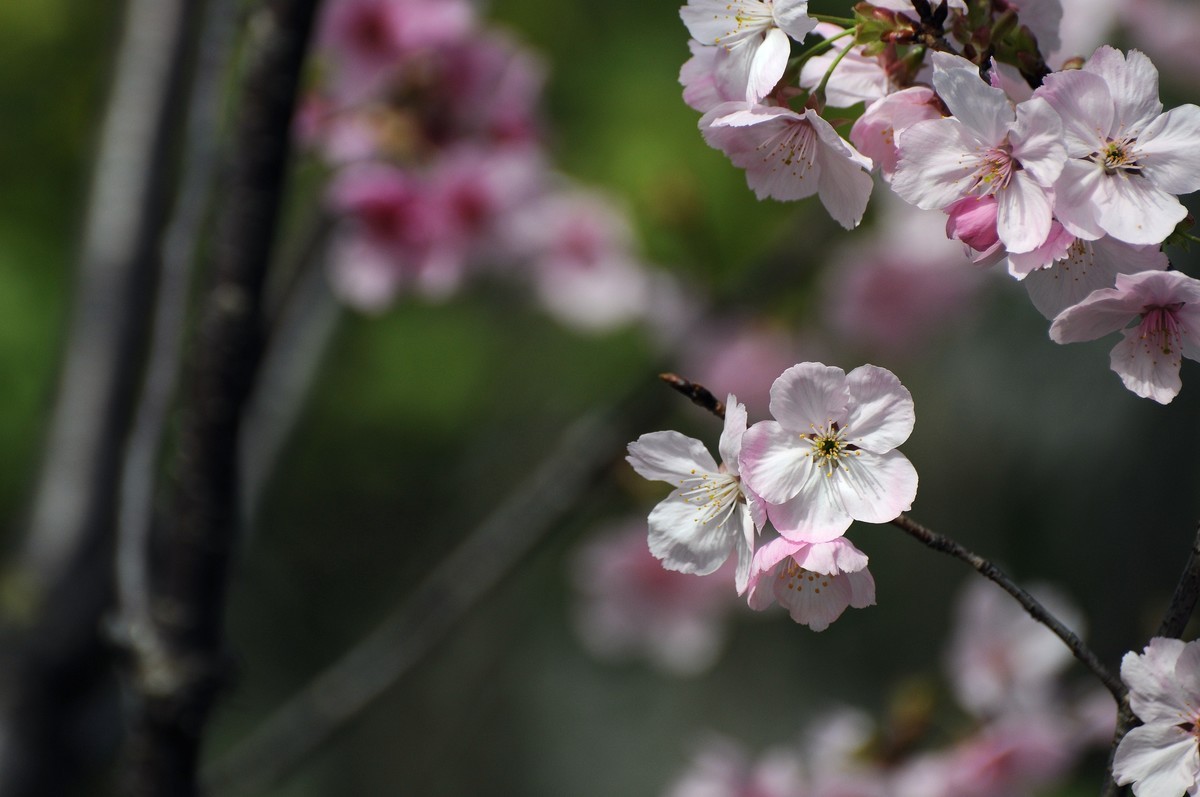 武汉樱花  随拍   时隔四年再次拿起相机
