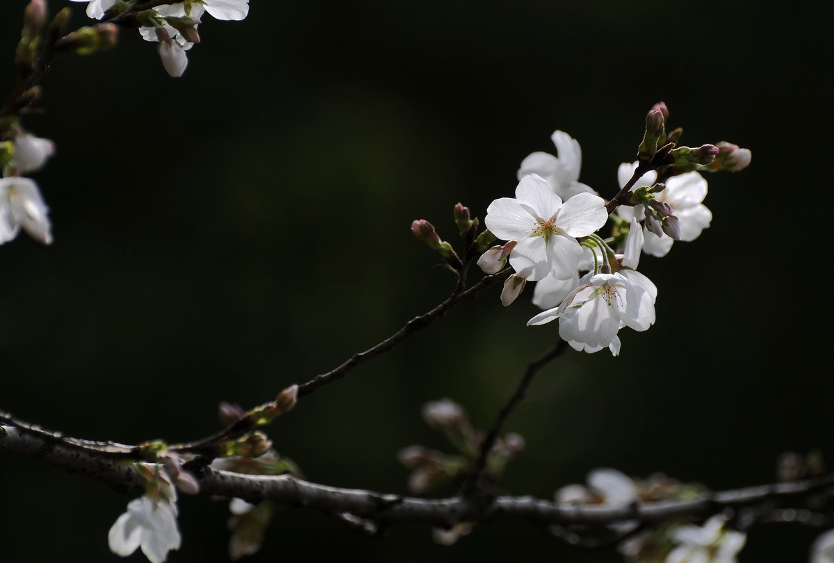 武汉樱花  随拍   时隔四年再次拿起相机