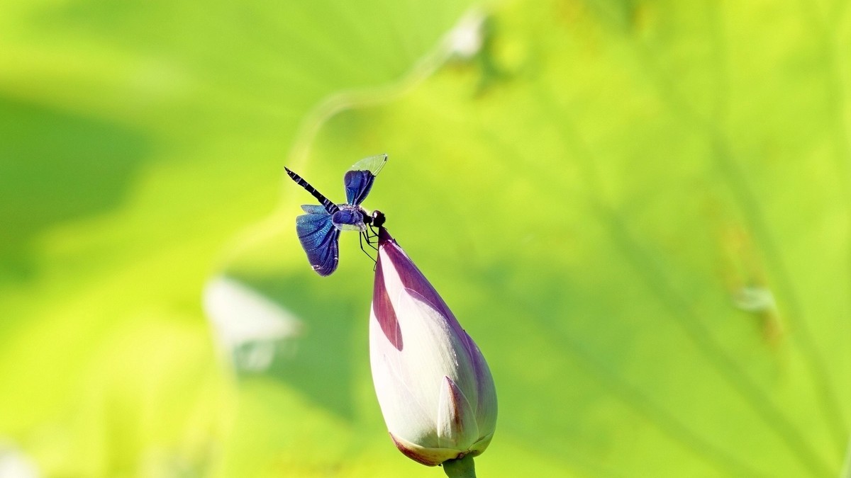 小荷才露尖尖角    早有蜻蜓立上头