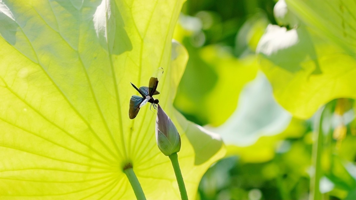 小荷才露尖尖角    早有蜻蜓立上头