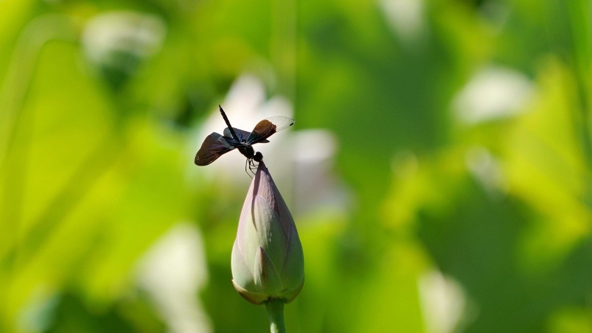 小荷才露尖尖角    早有蜻蜓立上头