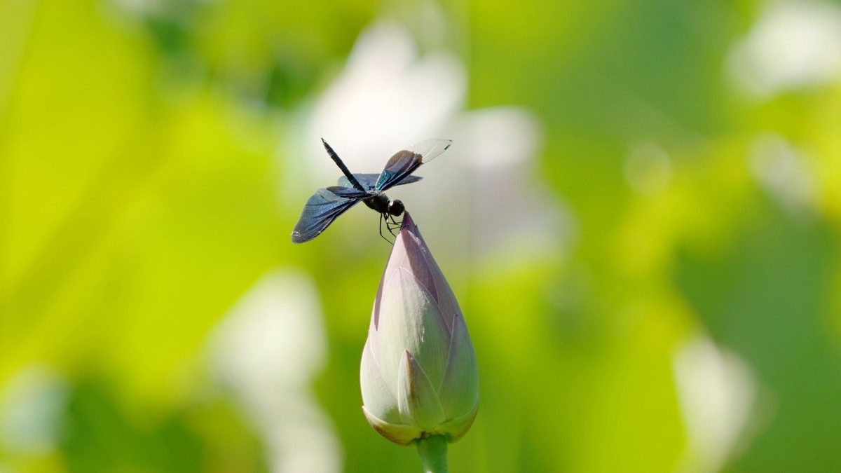 小荷才露尖尖角    早有蜻蜓立上头