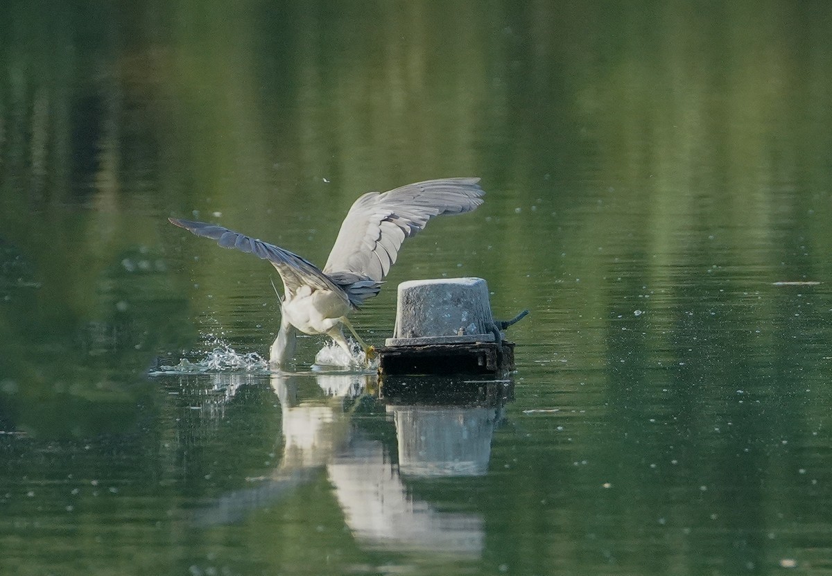 鸟类片（114）-----夜鹭扑鱼（上）