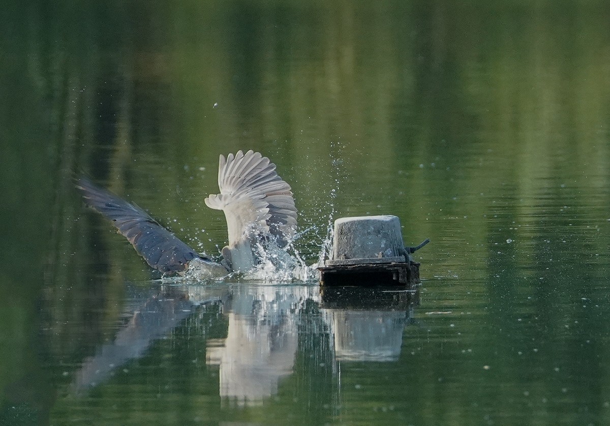 鸟类片（114）-----夜鹭扑鱼（上）
