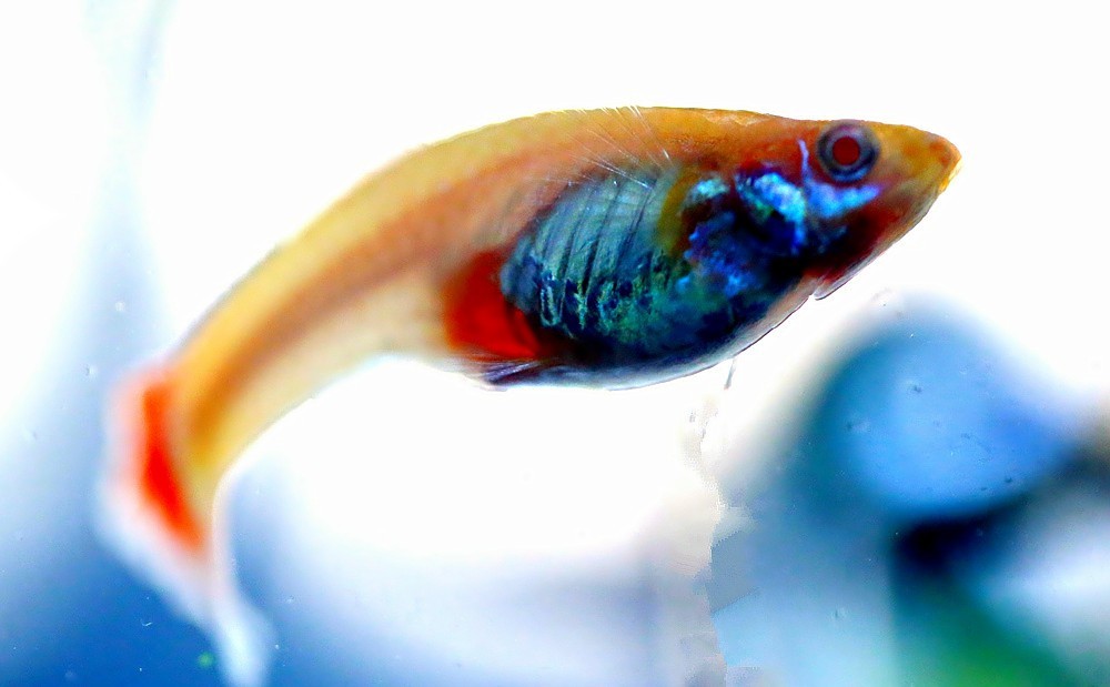 《不老松：纪实摄影》热带鱼！