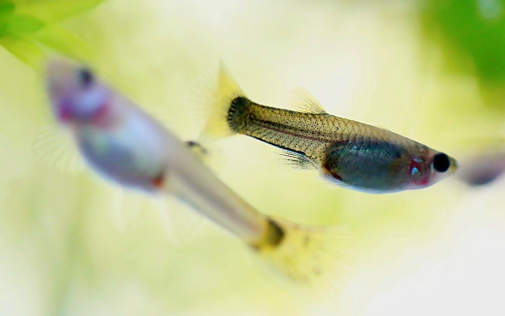 《不老松：纪实摄影》热带鱼！