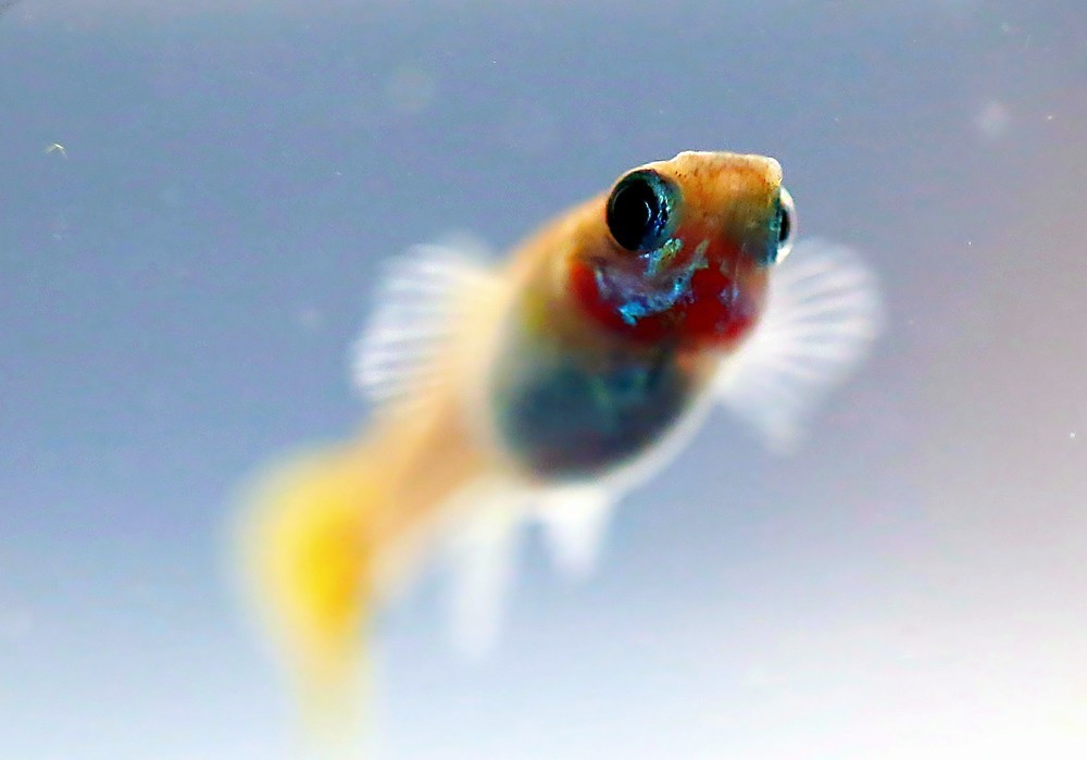 《不老松：纪实摄影》热带鱼！