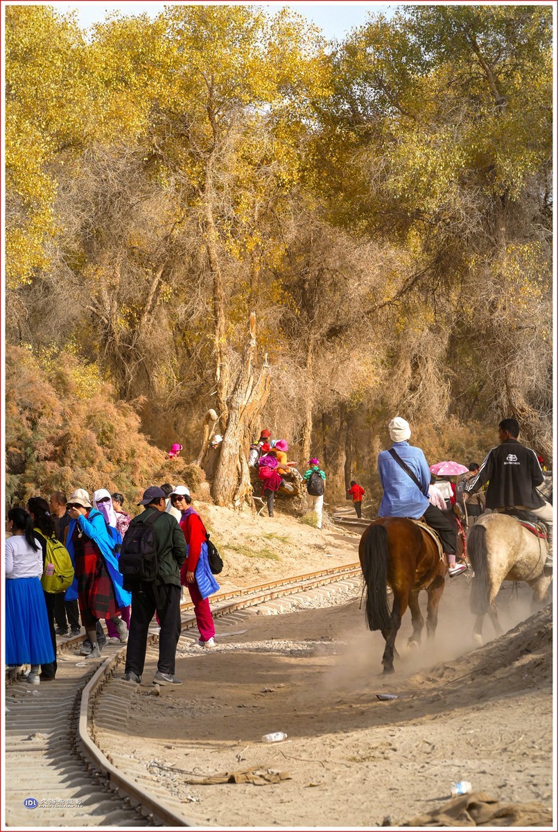 2024-（029）轮台塔里木河胡杨林（十二）