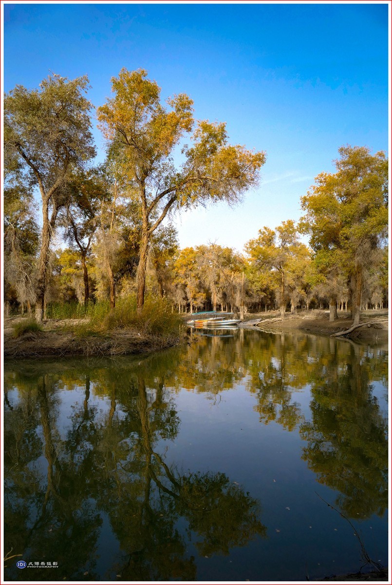 2024-（029）轮台塔里木河胡杨林（十二）
