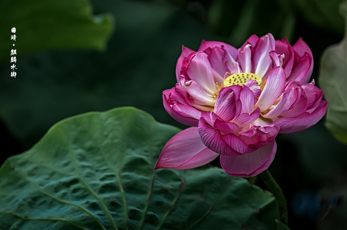 曲靖 · 麒麟水乡（3）