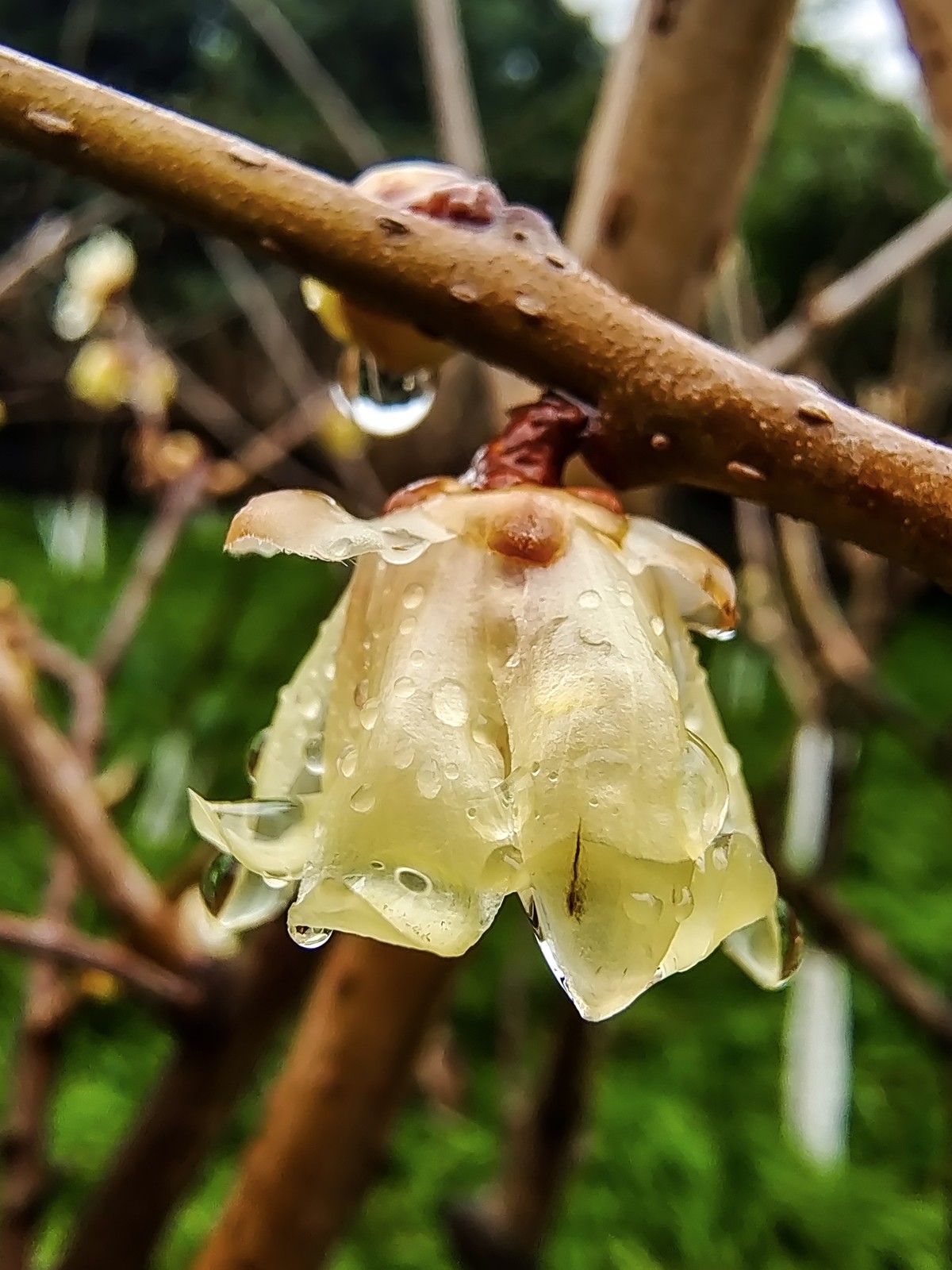 毛毛细雨润腊梅