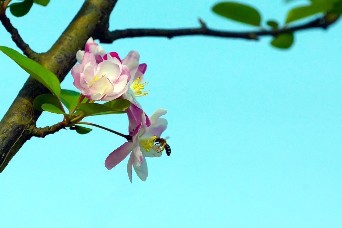 旧片_西府海棠9