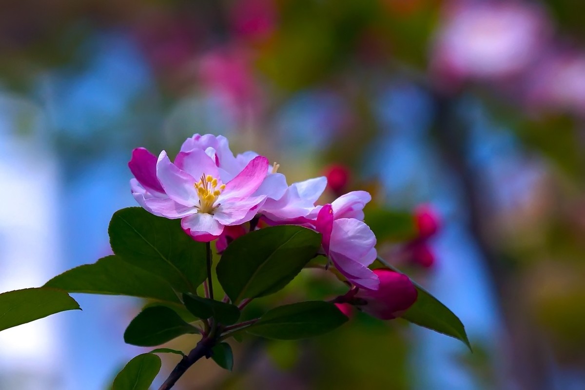 旧片_西府海棠9