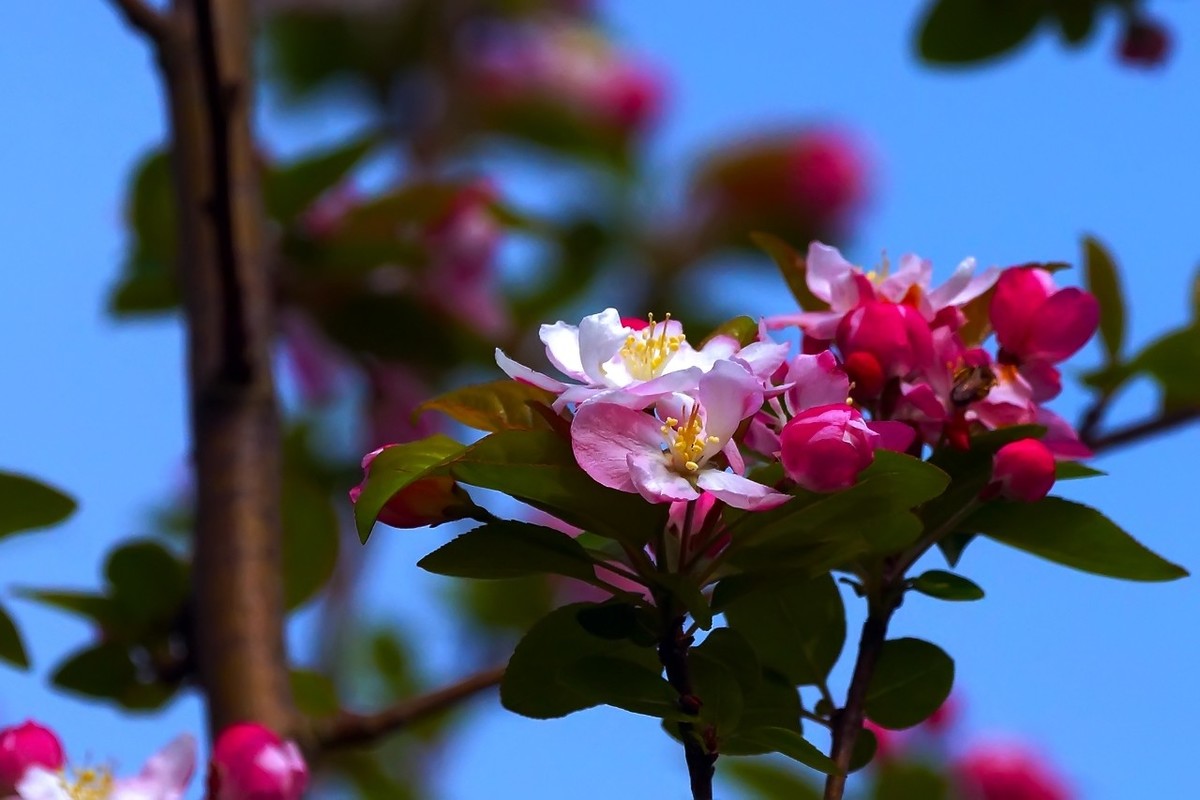 旧片_西府海棠9