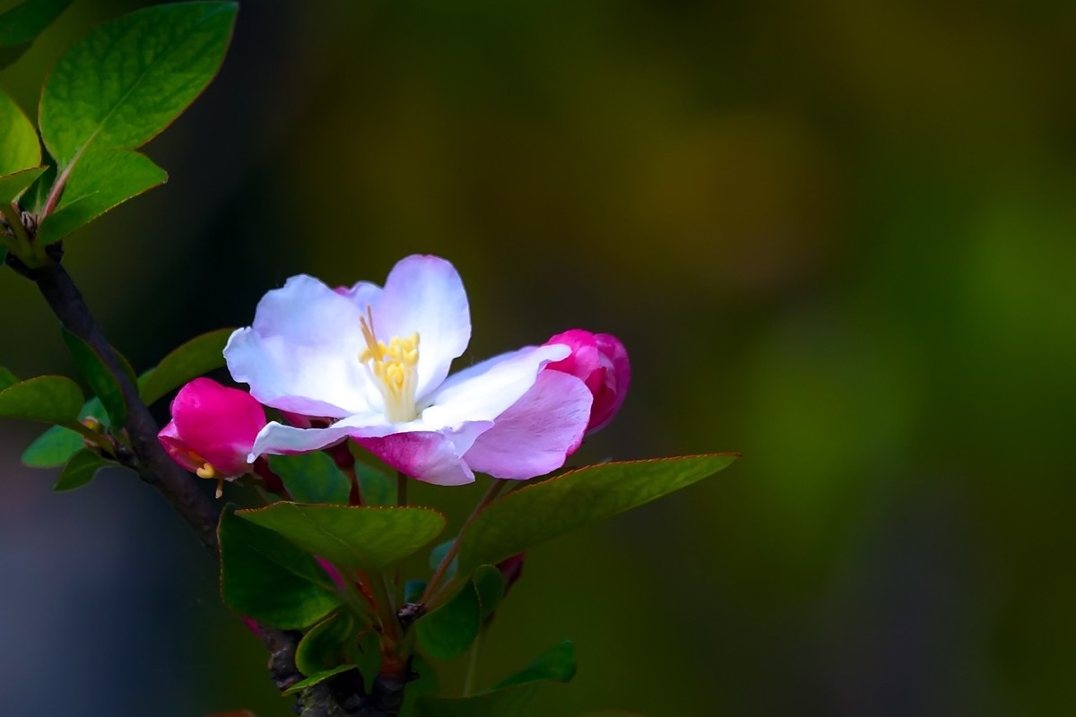 旧片_西府海棠9